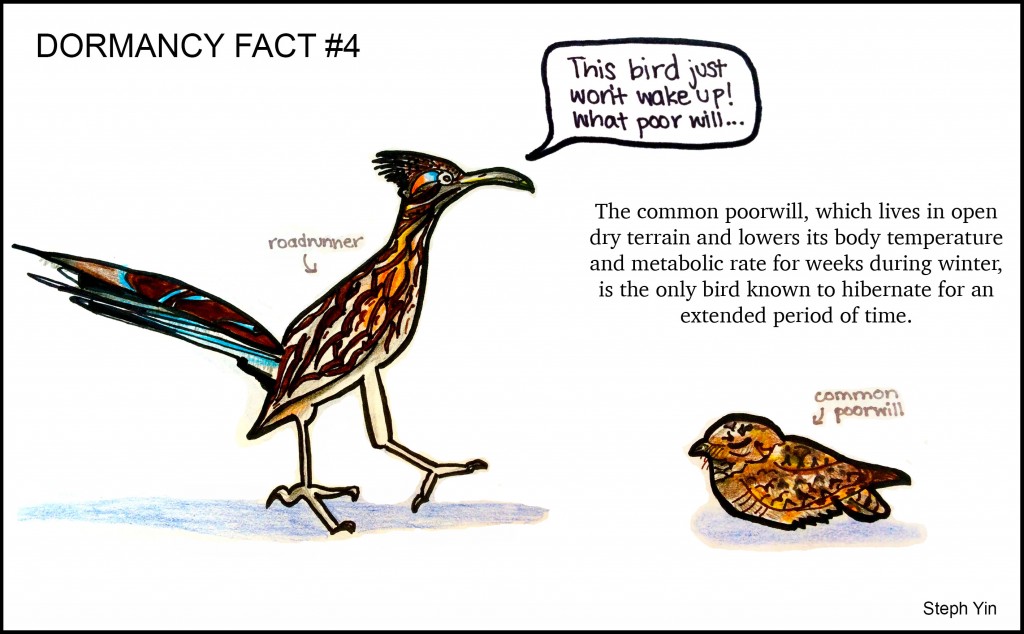 poorwill-cartoon